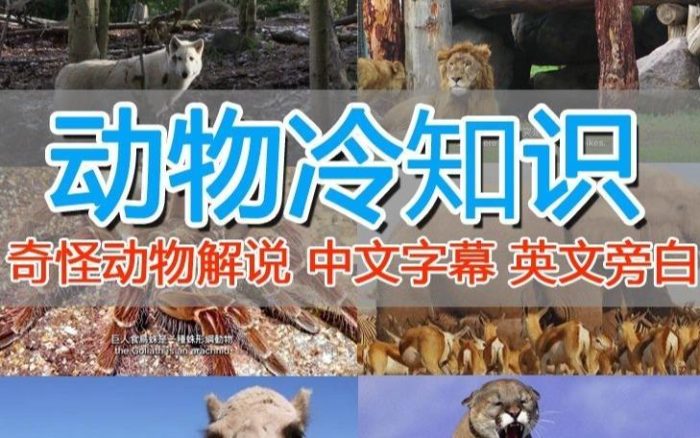 外面卖1699的国外纪录片解说(动物解说、美食、动画片)稳过中视频|小鸡网赚博客